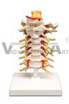 Cervical Spinal Column